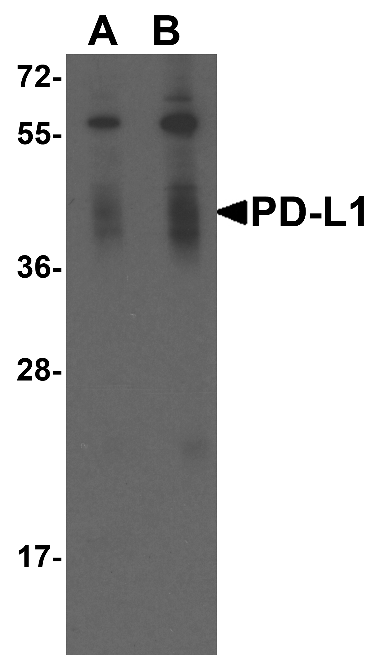 PDL1 Antibody [2D6]