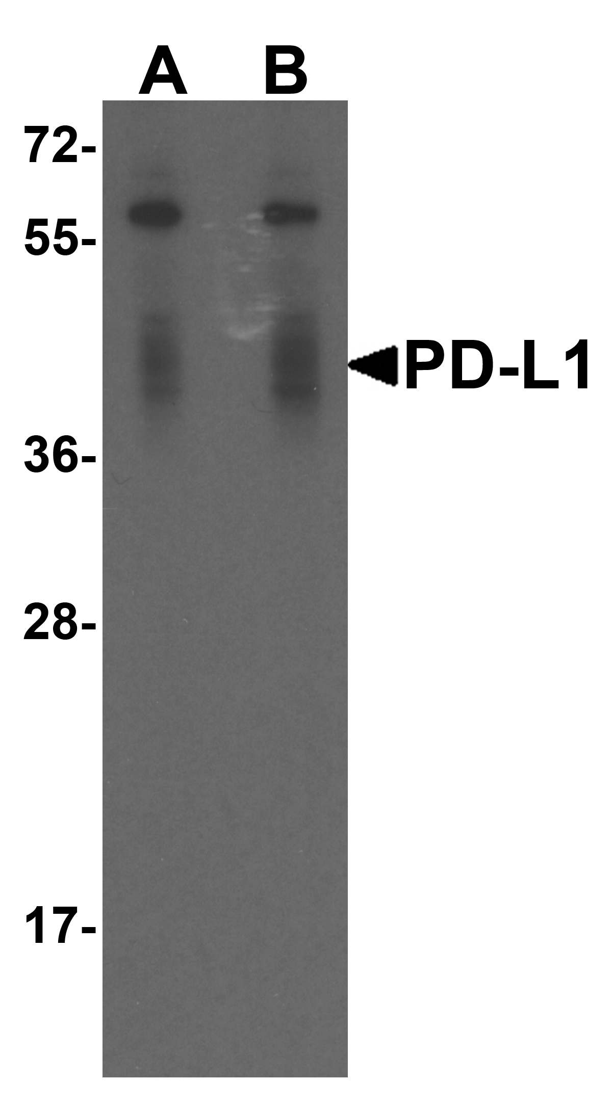 PDL1 Antibody [1F11]