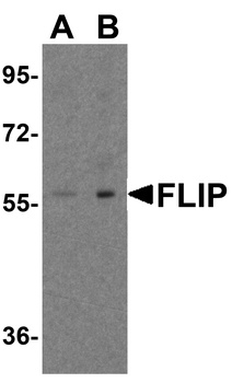 CFLAR Antibody