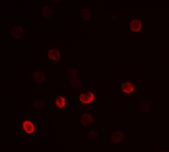 FLI1 Antibody
