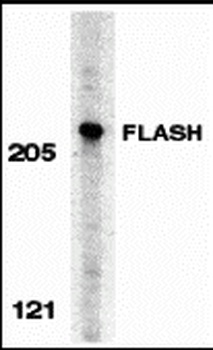 CASP8AP2 Antibody