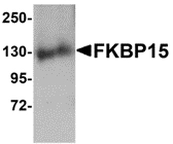 FKBP15 Antibody
