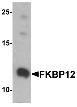 FKBP1A Antibody