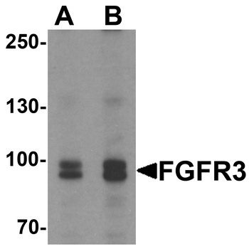FGFR3 Antibody
