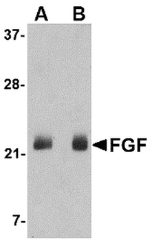 FGF4 Antibody