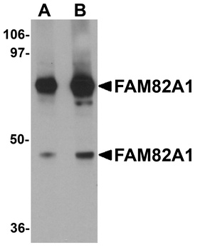 FAM82A1 Antibody