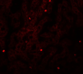 FAM59A Antibody