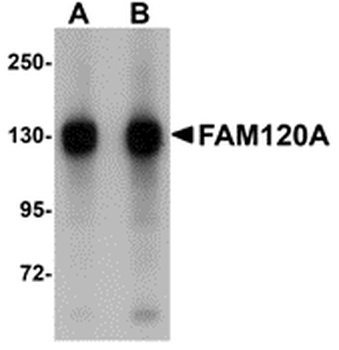 FAM120A Antibody