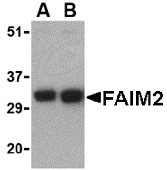 FAIM2 Antibody