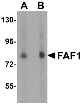 FAF1 Antibody