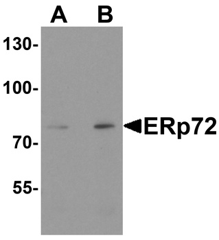 PDIA4 Antibody