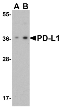 PD-L1 Antibody