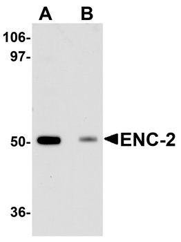 KLHL25 Antibody