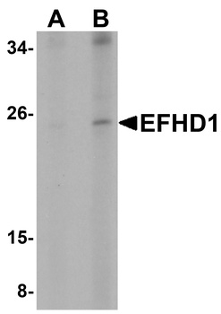 EFHD1 Antibody