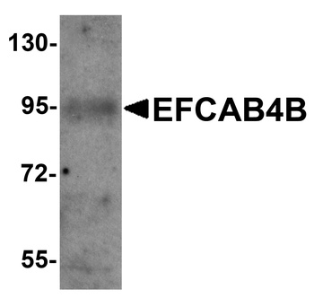 EFCAB4B Antibody