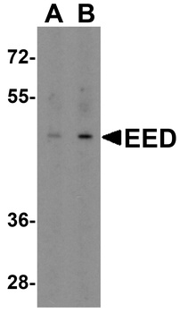 EED Antibody