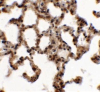 SPINK7 Antibody