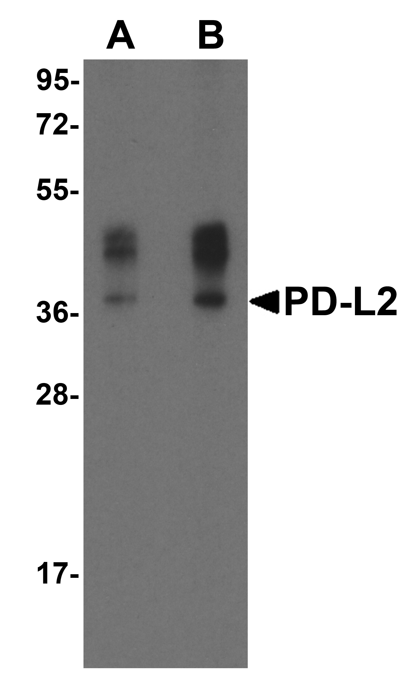 PDCD1LG2 Antibody