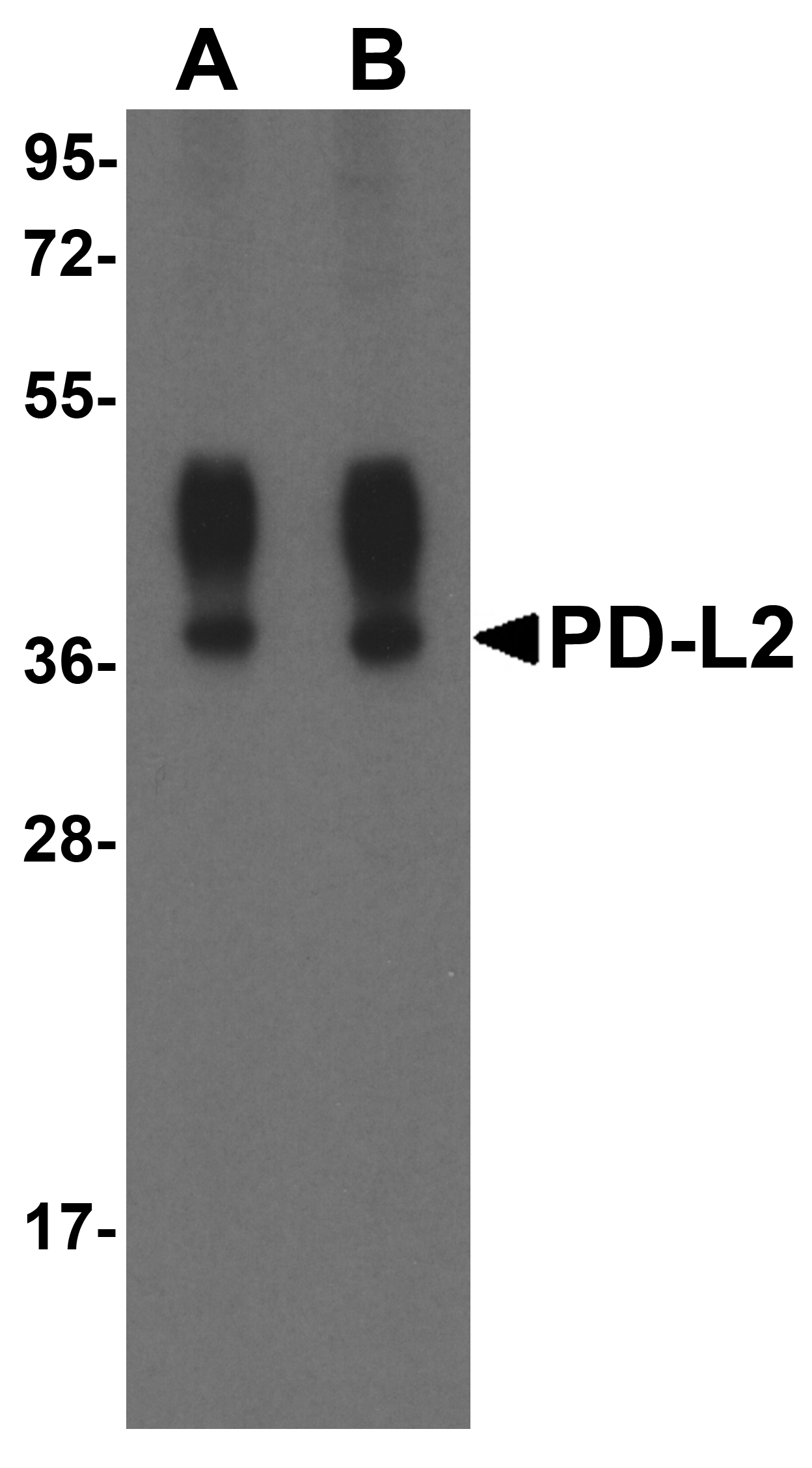 PDCD1LG2 Antibody