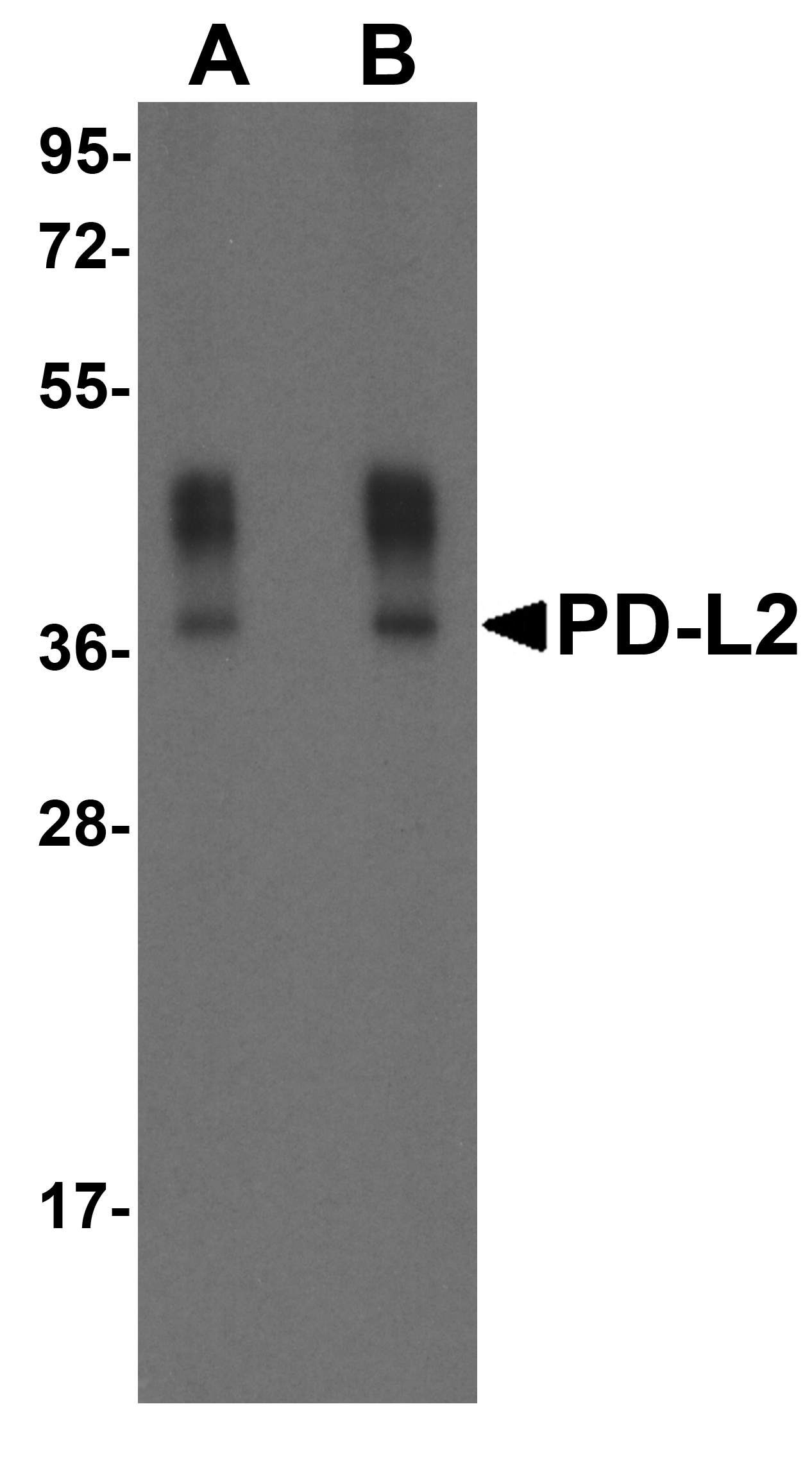 PDCD1LG2 Antibody