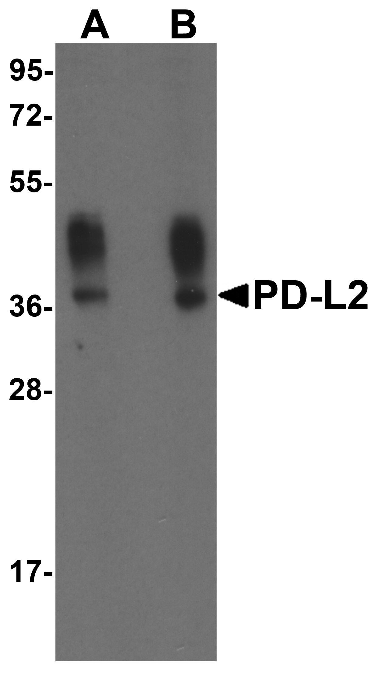 PDCD1LG2 Antibody