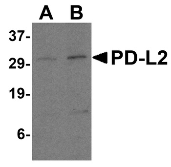 PDCD1LG2 Antibody