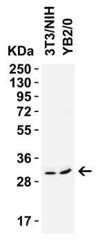 PGAM5 (CT) Antibody