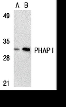 PHAP I Antibody