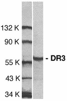 TNFRSF25 Antibody