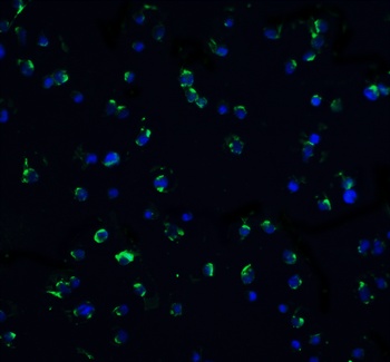 TNFRSF25 Antibody