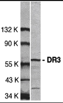 TNFRSF25 Antibody