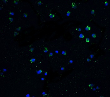 TNFRSF25 Antibody