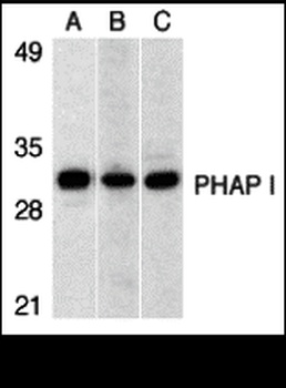 PHAP I Antibody
