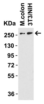 DNAJC13 Antibody