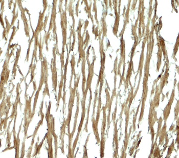 DNAJC13 Antibody