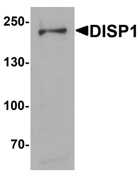 DISP1 Antibody