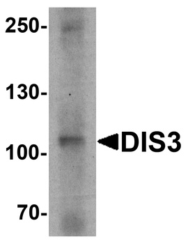 DIS3 Antibody