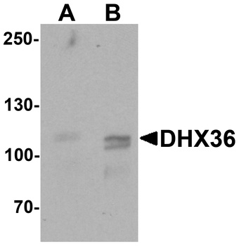 DHX36 Antibody