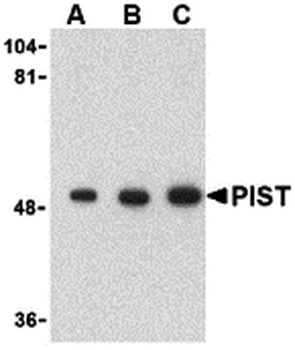 GOPC Antibody