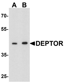 DEPTOR Antibody