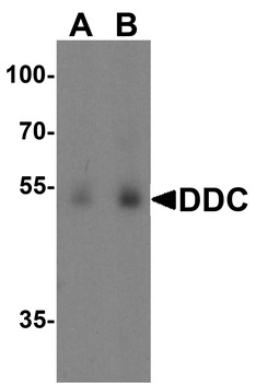 DDC Antibody