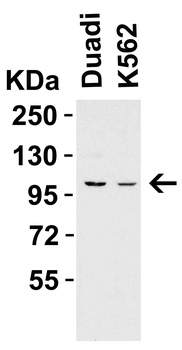 PPARGC1A Antibody