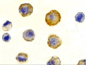 TNFRSF10C Antibody