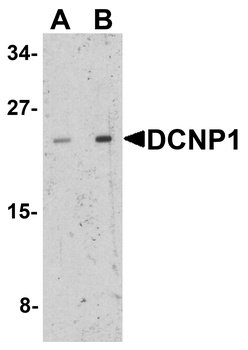DCNP1 Antibody