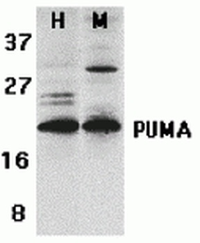 PUMA Antibody
