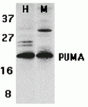 BBC3 Antibody