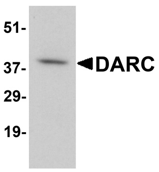 DARC Antibody
