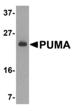 PUMA Antibody
