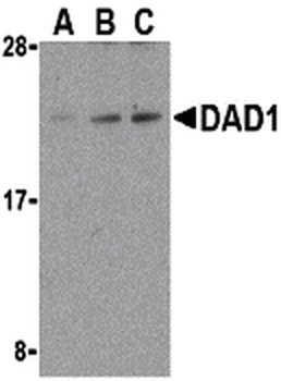 DAD1 Antibody