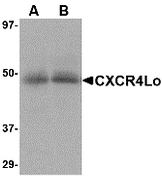 CXCR4 Antibody